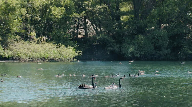 Swans in Lake